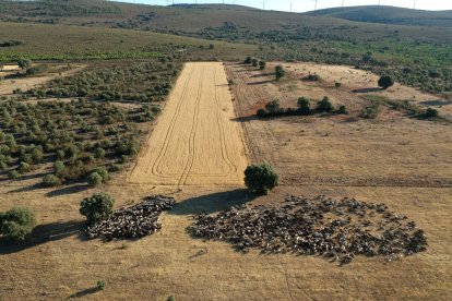 Traslado de 2000 ovejas desde Tábara a Fontanillas de Castro por falta de comida provocada por los incendios en la provincia de Zamora.- ICAL