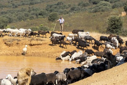 Traslado de 2000 ovejas desde Tábara a Fontanillas de Castro por falta de comida provocada por los incendios en la provincia de Zamora.- ICAL