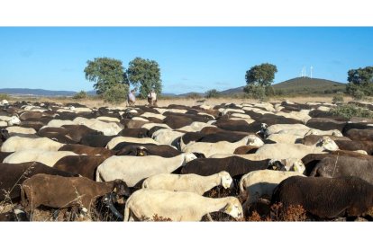Traslado de 2000 ovejas desde Tábara a Fontanillas de Castro por falta de comida provocada por los incendios en la provincia de Zamora.- ICAL