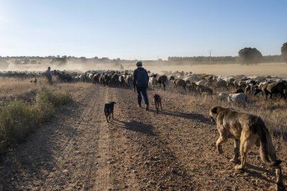 Traslado de 2000 ovejas desde Tábara a Fontanillas de Castro por falta de comida provocada por los incendios en la provincia de Zamora.- ICAL