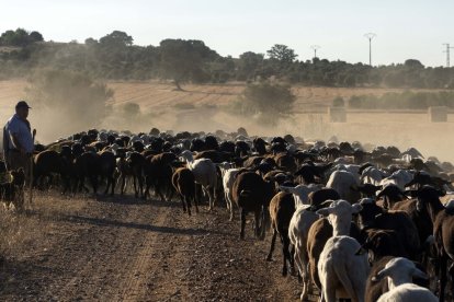 Traslado de 2000 ovejas desde Tábara a Fontanillas de Castro por falta de comida provocada por los incendios en la provincia de Zamora.- ICAL