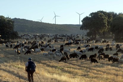 Traslado de 2000 ovejas desde Tábara a Fontanillas de Castro por falta de comida provocada por los incendios en la provincia de Zamora.- ICAL