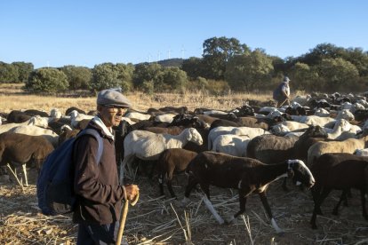 Traslado de 2000 ovejas desde Tábara a Fontanillas de Castro por falta de comida provocada por los incendios en la provincia de Zamora.- ICAL