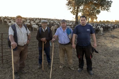 Traslado de 2000 ovejas desde Tábara a Fontanillas de Castro por falta de comida provocada por los incendios en la provincia de Zamora.- ICAL