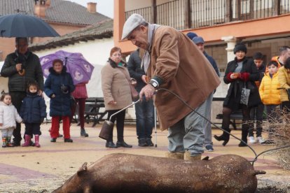 Fiesta del mondongo, matanza del cerdo en Matapozuelos. PHOTOGENIC