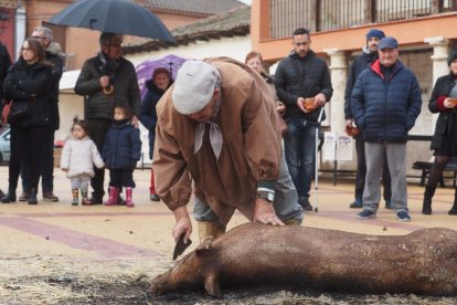 Fiesta del mondongo, matanza del cerdo en Matapozuelos. PHOTOGENIC