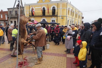 Fiesta del mondongo, matanza del cerdo en Matapozuelos. PHOTOGENIC