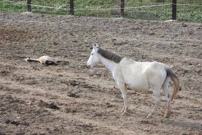 PACMA denuncia ante la Guardia Civil la presencia de caballos malnutridos y un cadáver en una explotación ganadera de Bercero, en Valladolid. -PACMA
