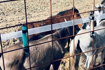 PACMA denuncia ante la Guardia Civil la presencia de caballos malnutridos y un cadáver en una explotación ganadera de Bercero, en Valladolid. -PACMA