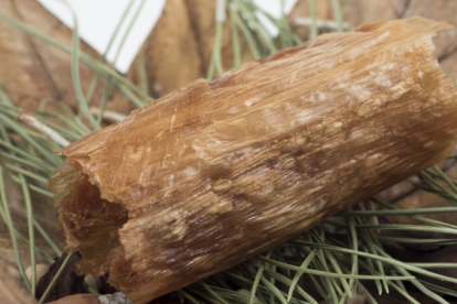 Perenne, Pincho de Bronce, de Verde Oliva. / E.M.
