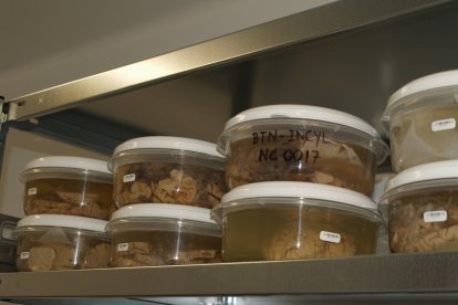 Tejidos neurológicos en recipientes con formol. -FOTO CEDIDA POR EL INCYL