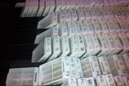 Tejidos neurológicos en recipientes con formol. -FOTO CEDIDA POR EL INCYL