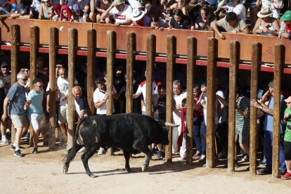 Segundo encierro de las fiestas de Peñafiel 2023 .-PHOTOGENIC