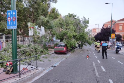Árbol caído en la calle Real de Burgos.- TWITTER POLICIA