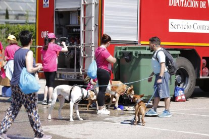46 Marcha Asprona en Valladolid. -PHOTOGENIC