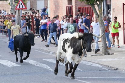 Toro del Sarmiento en La Seca (Valladolid) 2023. J. M. LOSTAU