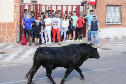 Toro del Sarmiento en La Seca (Valladolid) 2023. J. M. LOSTAU