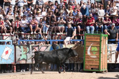 Toro del Sarmiento en La Seca (Valladolid) 2023. J. M. LOSTAU