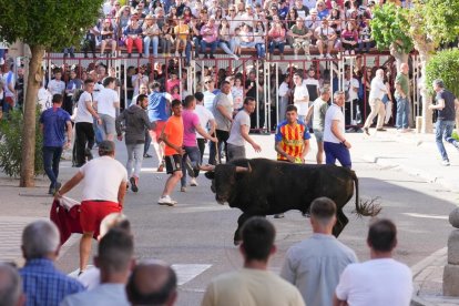 Toro del Sarmiento en La Seca (Valladolid) 2023. J. M. LOSTAU