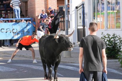 Toro del Sarmiento en La Seca (Valladolid) 2023. J. M. LOSTAU