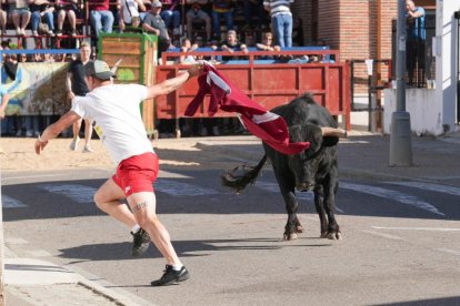 Toro del Sarmiento en La Seca (Valladolid) 2023. J. M. LOSTAU