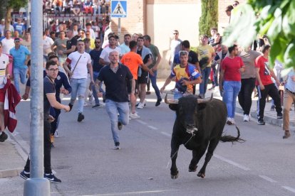 Toro del Sarmiento en La Seca (Valladolid) 2023. J. M. LOSTAU