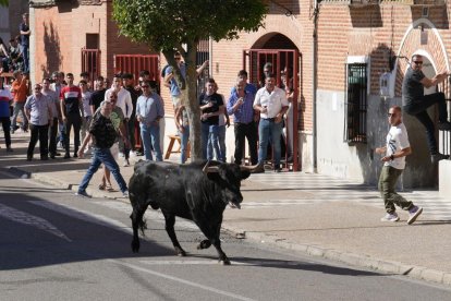 Toro del Sarmiento en La Seca (Valladolid) 2023. J. M. LOSTAU