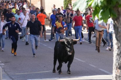 Toro del Sarmiento en La Seca (Valladolid) 2023. J. M. LOSTAU