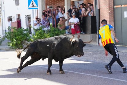 Toro del Sarmiento en La Seca (Valladolid) 2023. J. M. LOSTAU