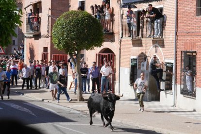 Toro del Sarmiento en La Seca (Valladolid) 2023. J. M. LOSTAU