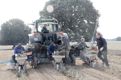 Plantación de lavanda en la Cooperativa Palentina de Aromáticas. Brágimo / ICAL