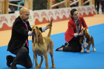 Feria Fimascota en Valladolid.- J.M. LOSTAU