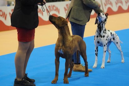 Feria Fimascota en Valladolid.- PHOTOGENIC