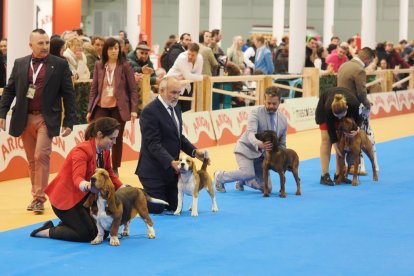 Feria Fimascota en Valladolid.- PHOTOGENIC
