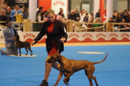 Feria Fimascota en Valladolid.- PHOTOGENIC