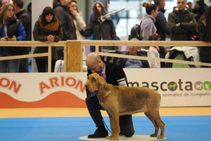 Feria Fimascota en Valladolid.- PHOTOGENIC