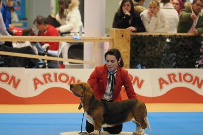 Feria Fimascota en Valladolid.- PHOTOGENIC