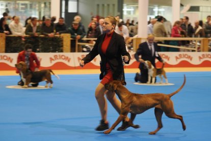 Feria Fimascota en Valladolid.- PHOTOGENIC