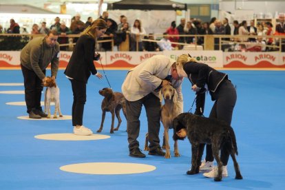 Feria Fimascota en Valladolid.- PHOTOGENIC