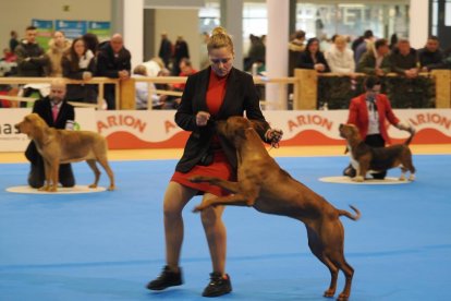 Feria Fimascota en Valladolid.- PHOTOGENIC