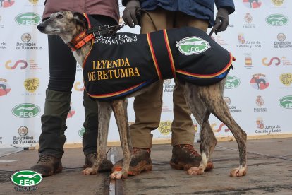 Leyenda de Retumba en las semifinales del Nacional de Galgos en Nava del Rey. -JACI NAVAS