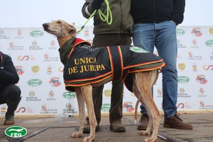 Única de Juripa en las semifinales del Nacional de Galgos en Nava del Rey. -JACI NAVAS