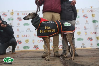 Lola de Aguinuñez en las semifinales del Nacional de Galgos en Nava del Rey. -JACI NAVAS