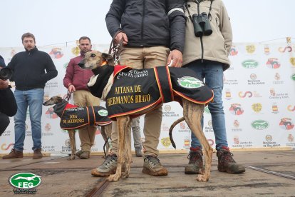 Aitana de Hermanos Muñoz en las semifinales del Nacional de Galgos en Nava del Rey. -JACI NAVAS
