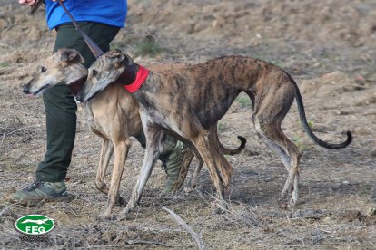 Semifinales del Nacional de Galgos en Nava del Rey. -JACI NAVAS