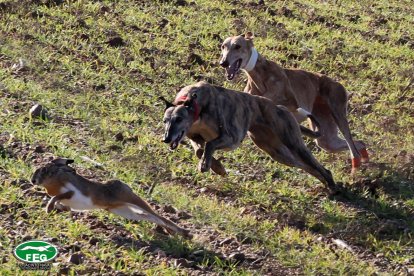 Semifinales del Nacional de Galgos en Nava del Rey. -JACI NAVAS