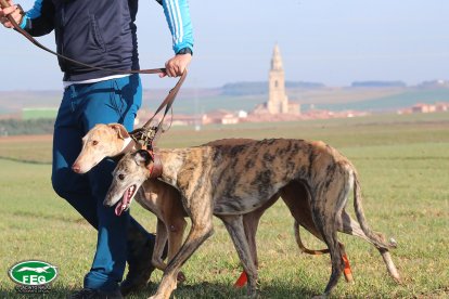 Semifinales del Nacional de Galgos en Nava del Rey. -JACI NAVAS