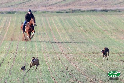 Semifinales del Nacional de Galgos en Nava del Rey. -JACI NAVAS