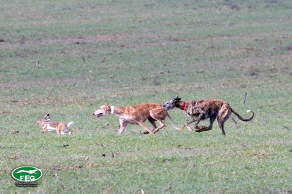 Semifinales del Nacional de Galgos en Nava del Rey. -JACI NAVAS