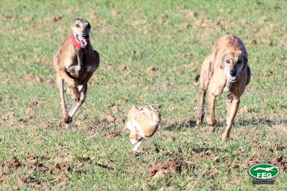 Semifinales del Nacional de Galgos en Nava del Rey. -JACI NAVAS